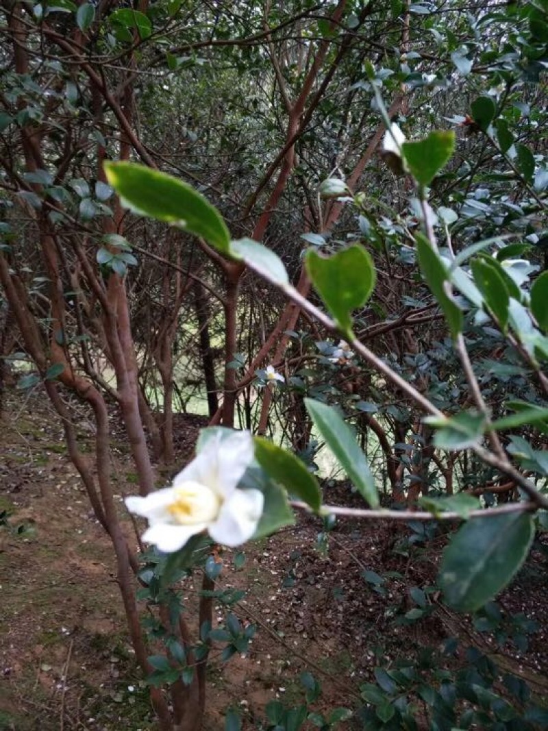 野山茶籽