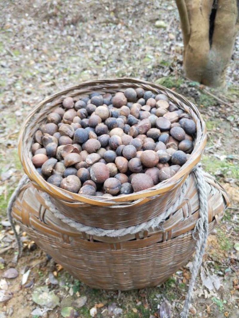 山茶果中籽