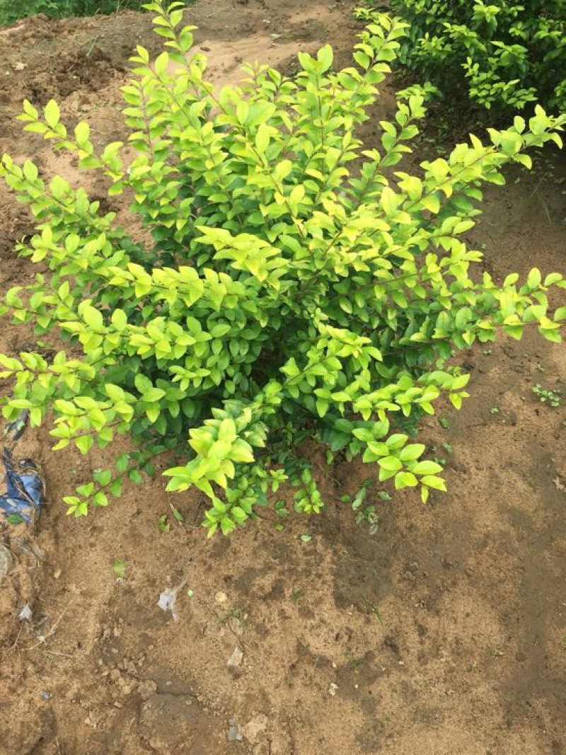 金叶女贞4cm以下