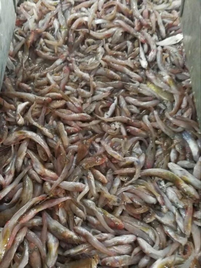 鲴鱼饲料0.5~1公斤