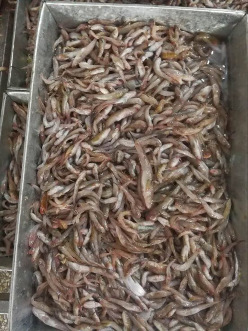 鲴鱼饲料0.5公斤以下