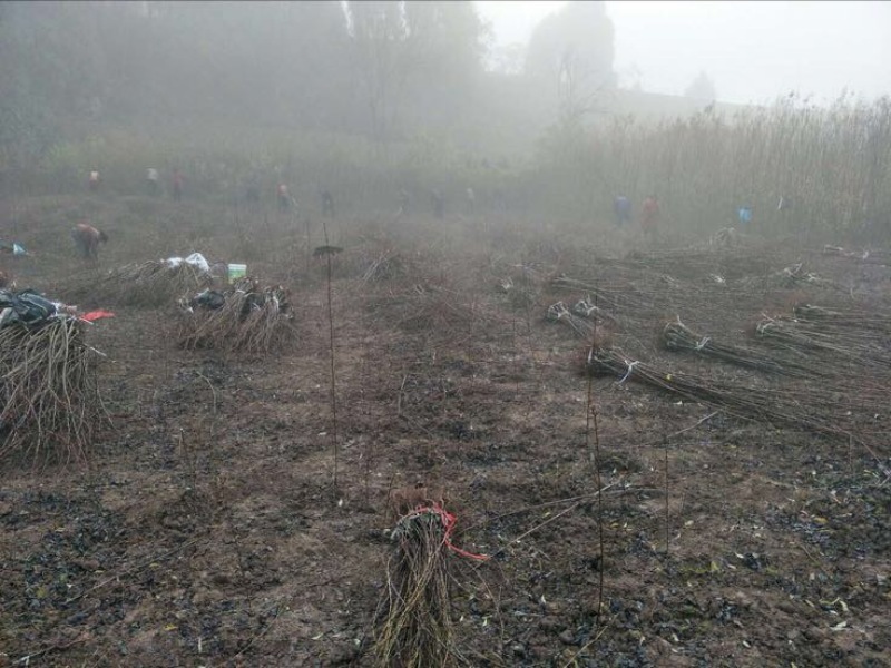 脆红李子树苗脱骨李子苗嫁接苗产地直销【批发】技术指导