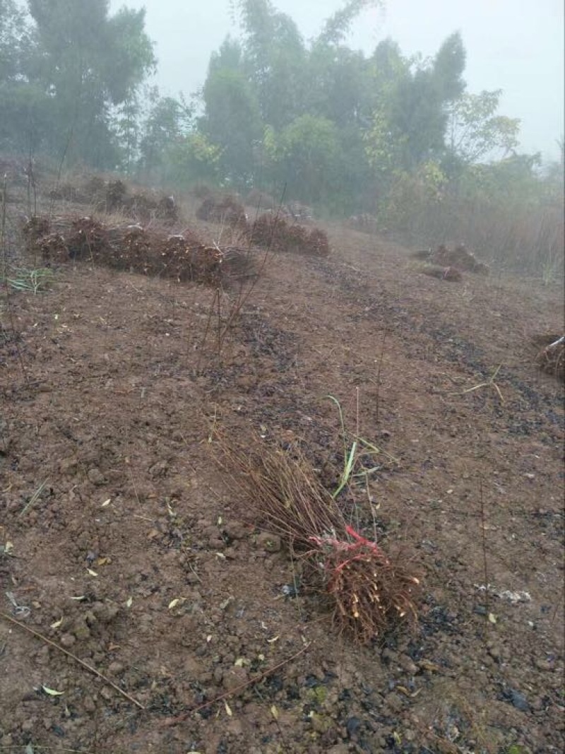 脆红李子树苗脱骨李子苗嫁接苗产地直销【批发】技术指导
