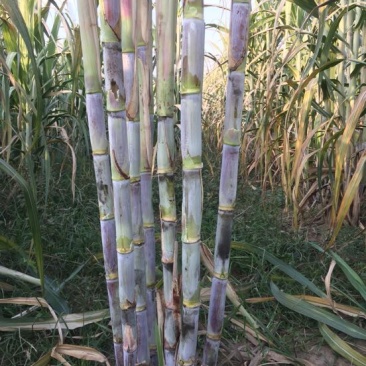 甘蔗4~5cm2~2.5米4~6斤