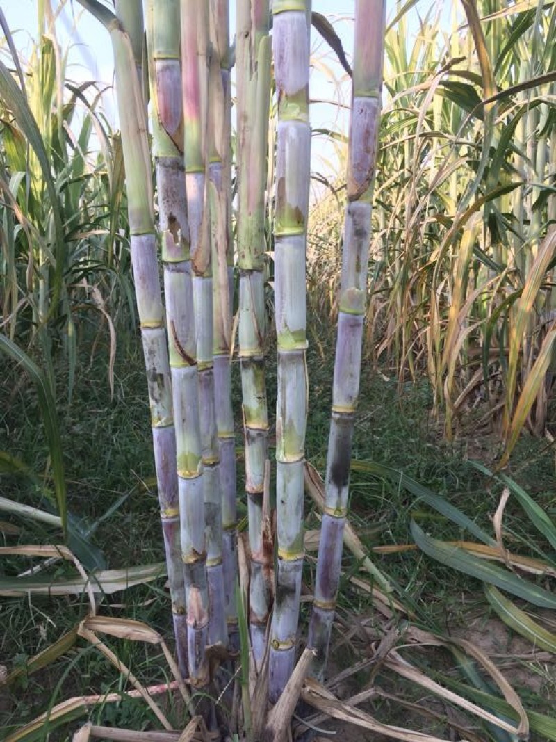 甘蔗4~5cm2~2.5米4~6斤
