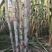 甘蔗4~5cm2~2.5米4~6斤