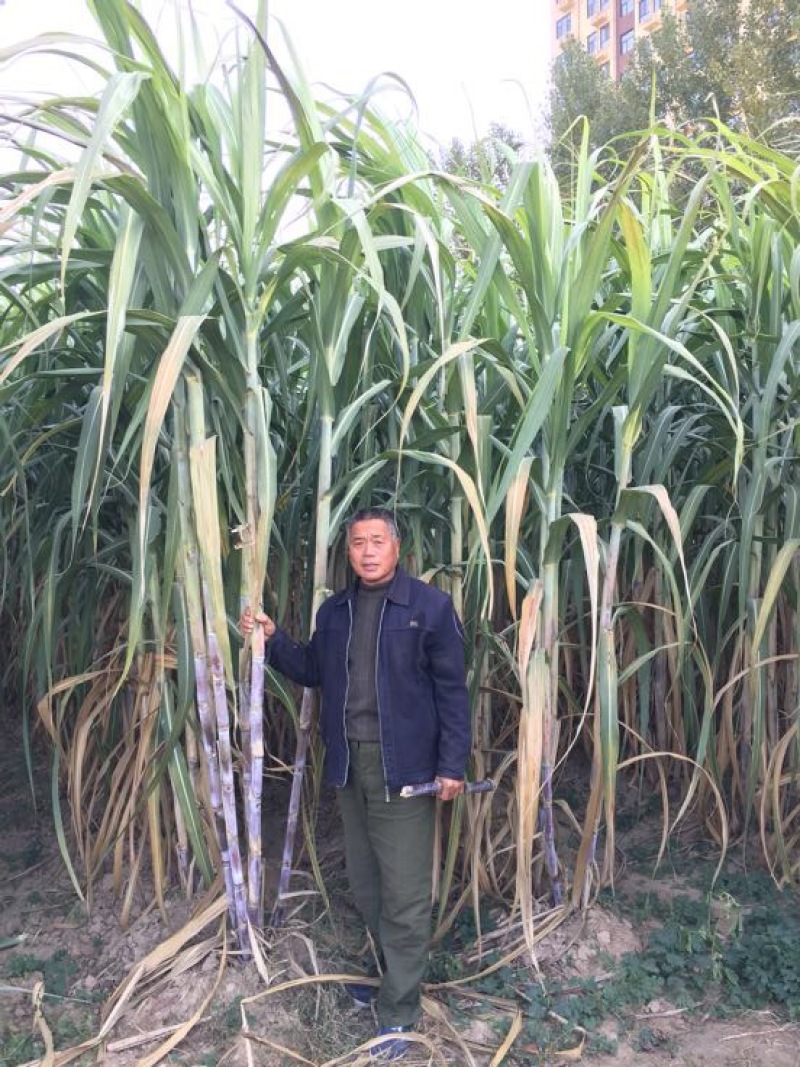 甘蔗4~5cm2~2.5米4~6斤