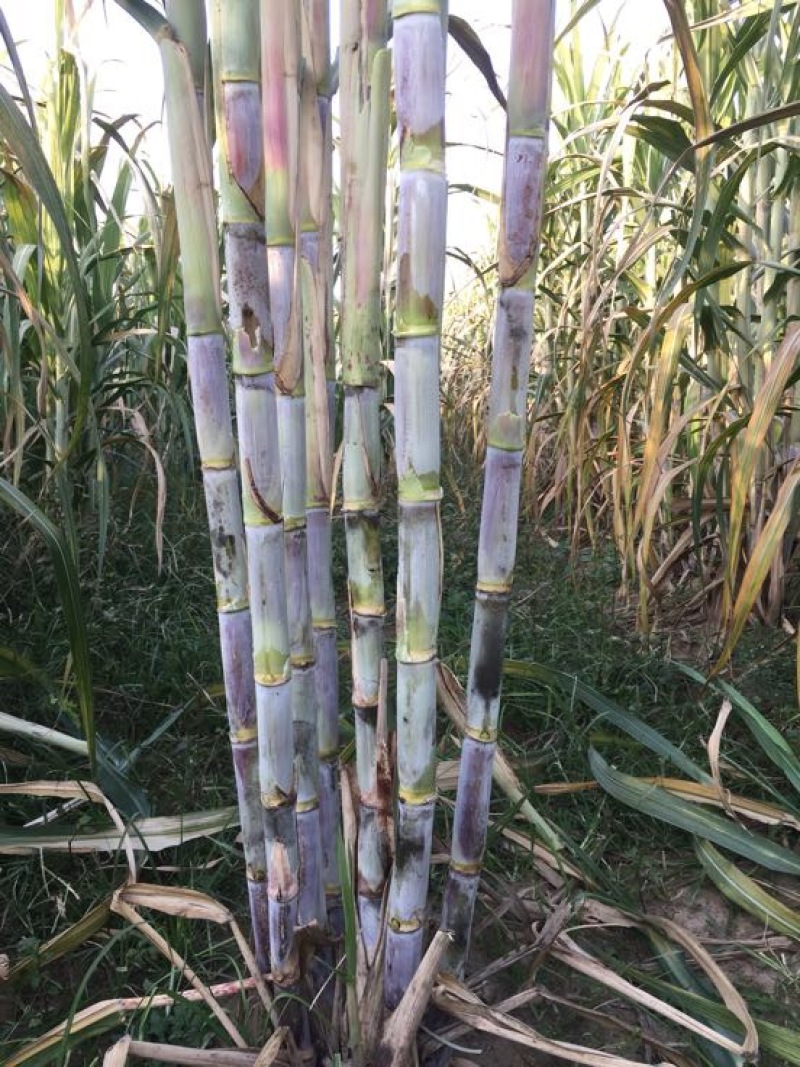 甘蔗4~5cm2~2.5米4~6斤