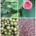 红莲子一级干莲子