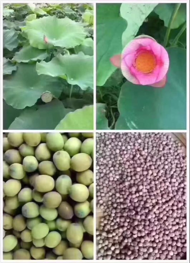红莲子一级干莲子