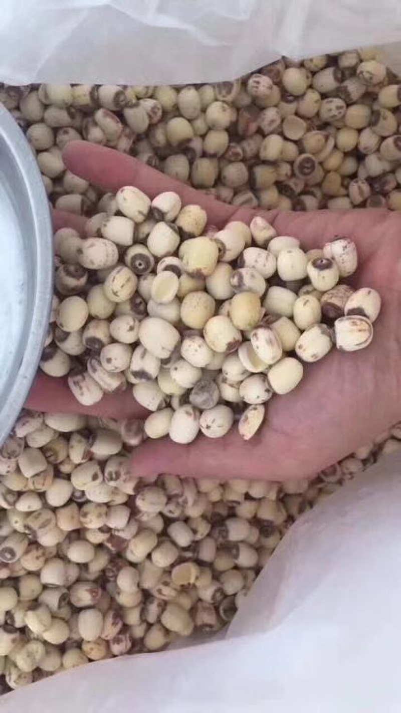 白莲子一级干莲子