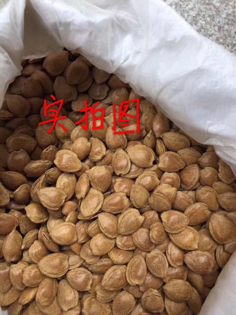 杏仁一级