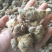 三七干货选货60头