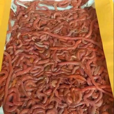 鱼饵