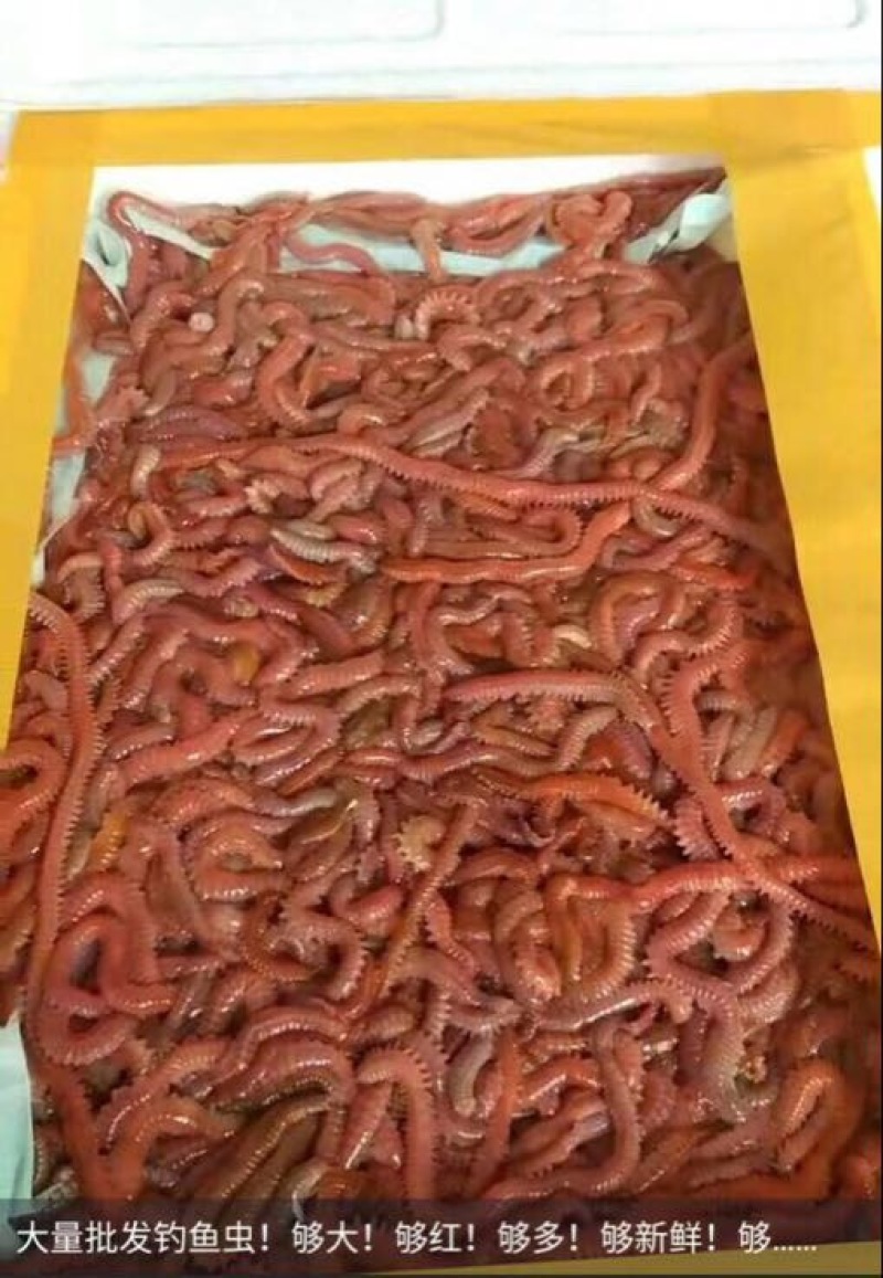 鱼饵