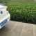 沙糖桔苗30~50cm带土发货基地一手货源可提供技术