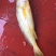 大黄鱼食用