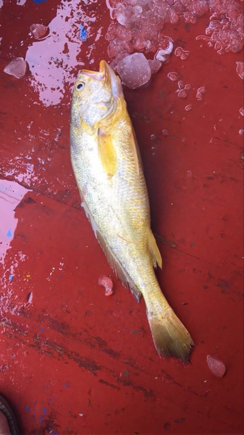 大黄鱼食用