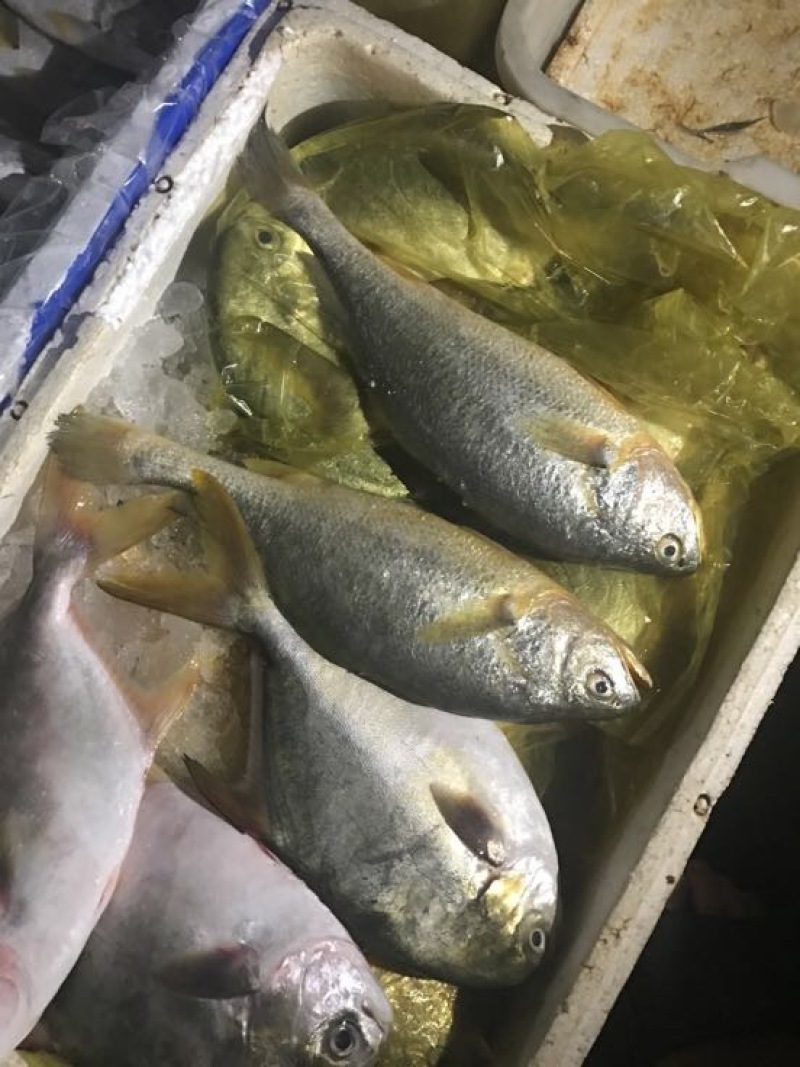 大黄鱼食用