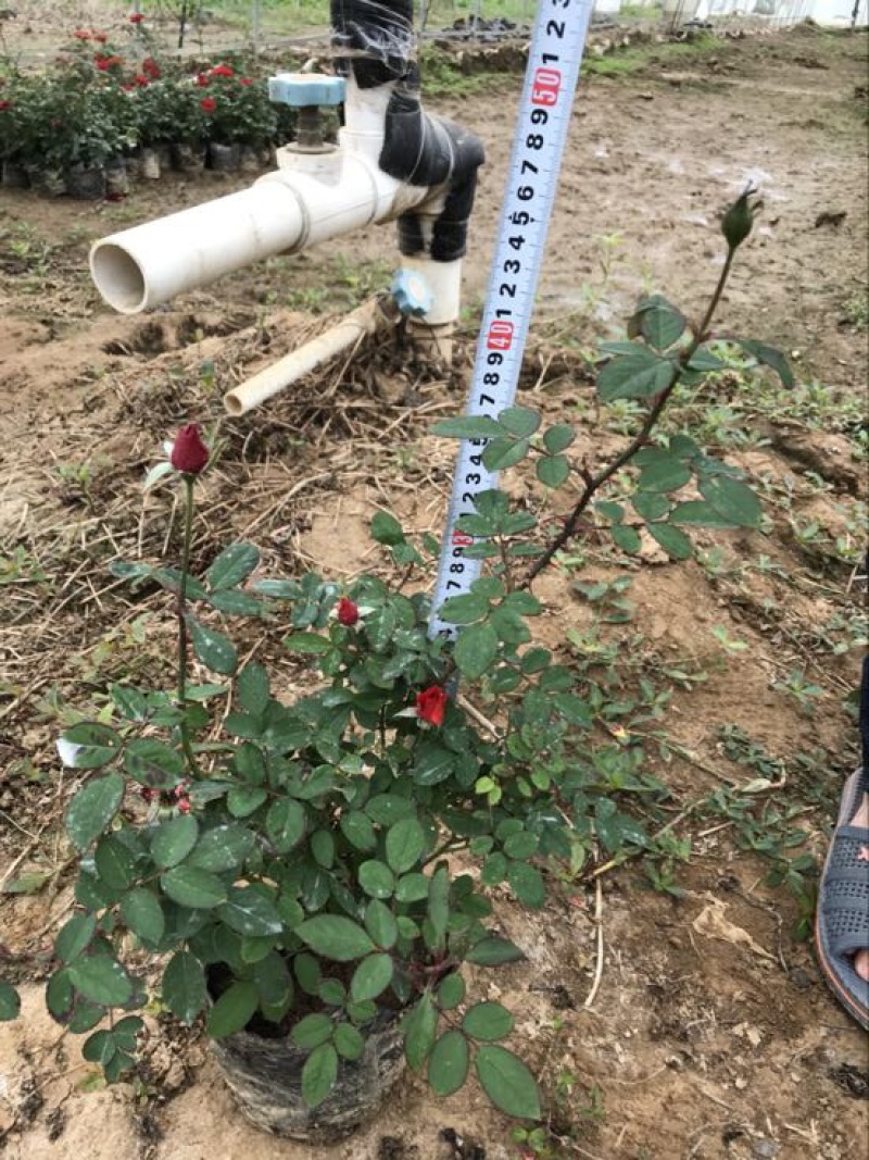 微型月季20~30cm月季树，3公分树状月季，月季树批