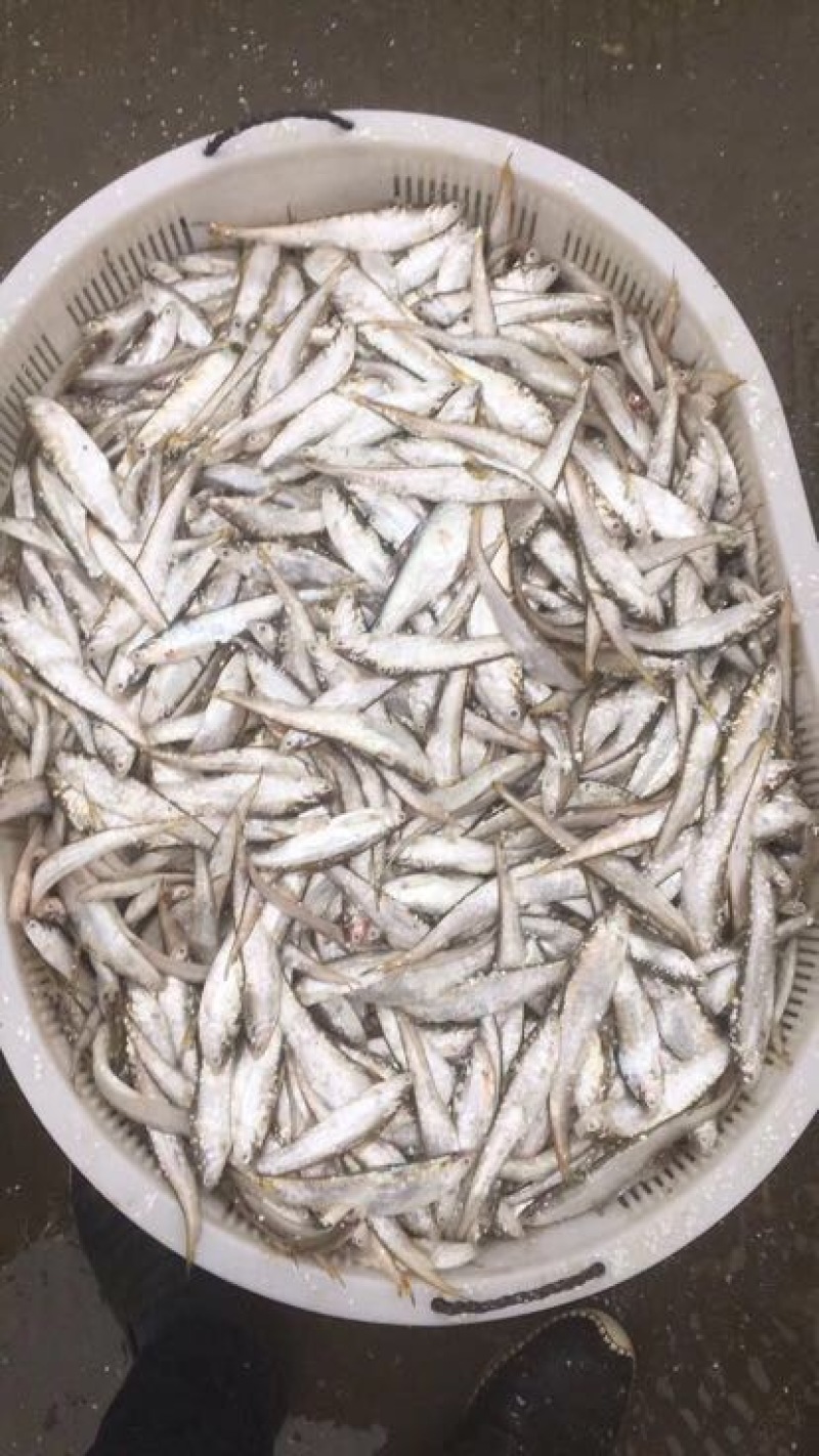 毛刀鱼食用冰鲜鱼