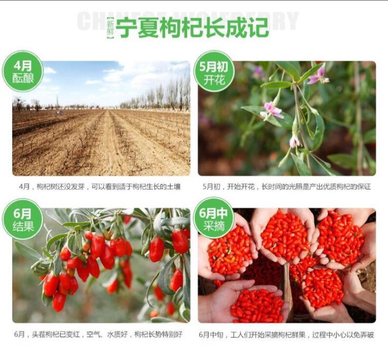 红枸杞干货二茬