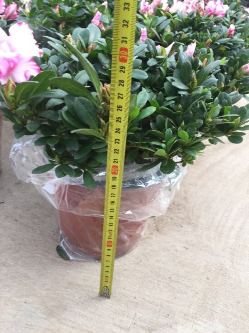 西洋杜鹃西玛杜鹃