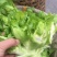 儿菜5两以上