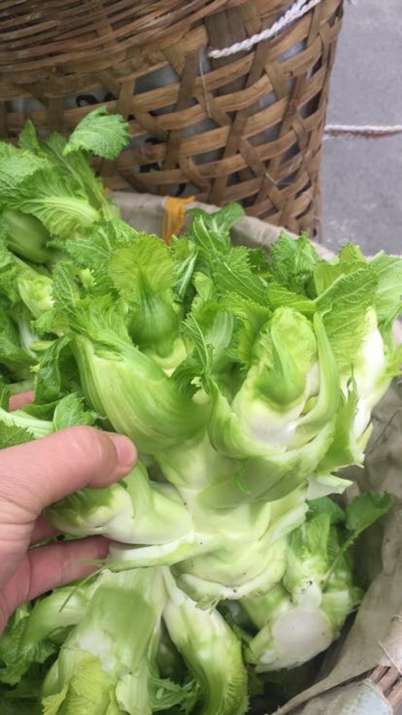儿菜5两以上