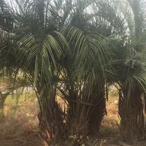 布迪椰子1~5米，规格齐全，布迪椰子耐寒耐旱