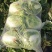 秦白2号白菜4~6斤净菜