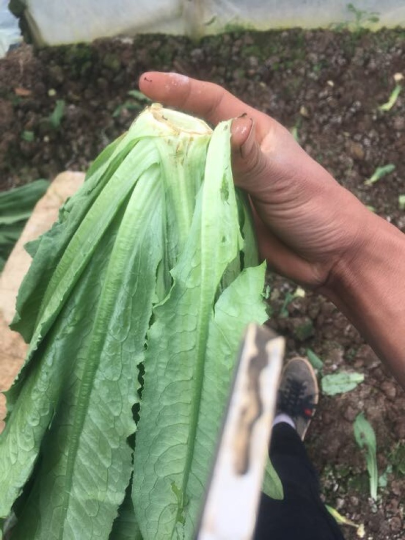 油麦菜25~30cm以上