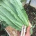 油麦菜25~30cm以上