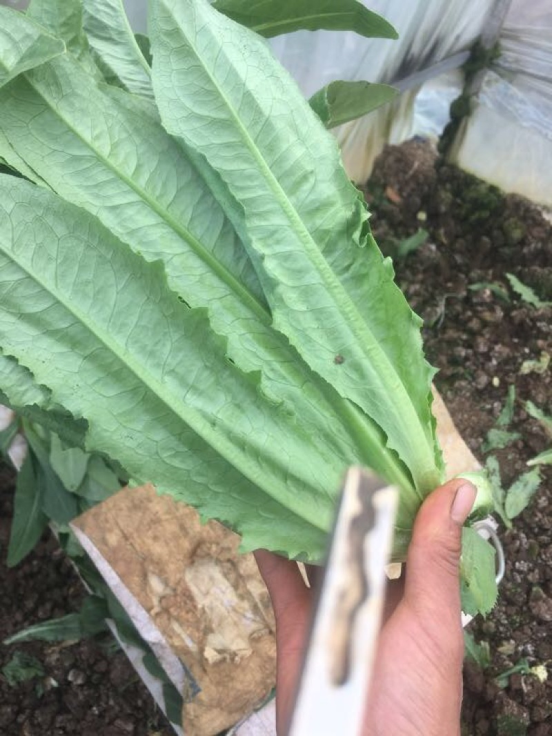油麦菜25~30cm以上