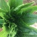 油麦菜25~30cm以上