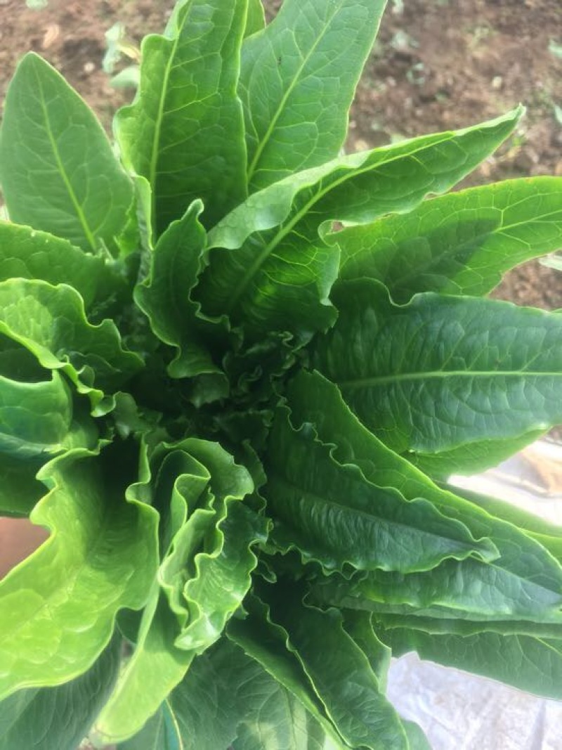 油麦菜25~30cm以上