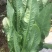 油麦菜25~30cm以上