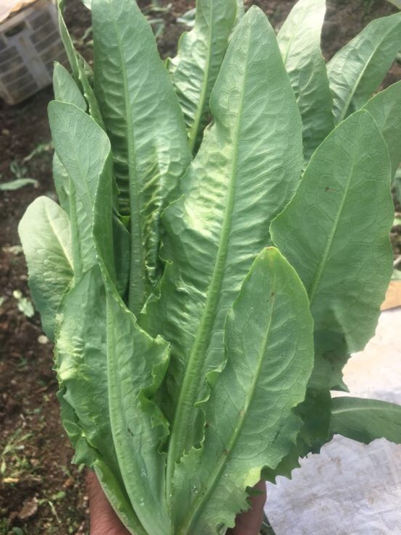 油麦菜25~30cm以上