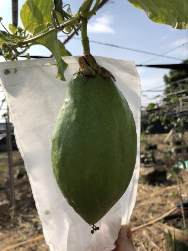 百香果苗20~30cm