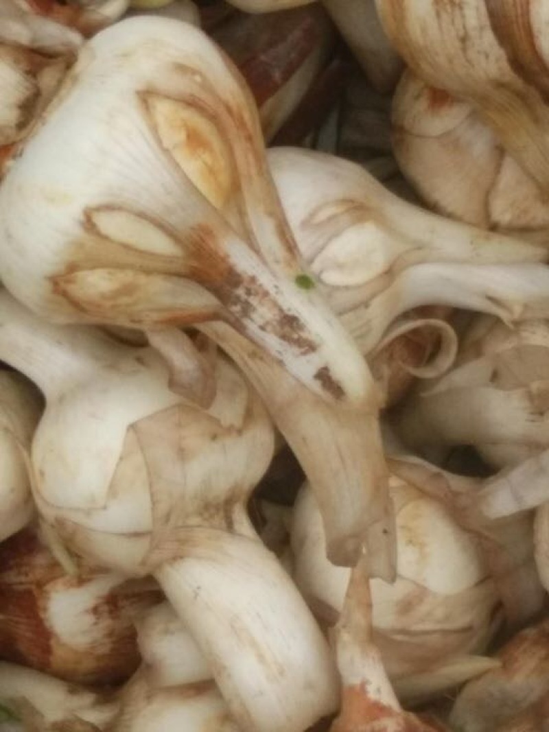宽叶慈姑水洗
