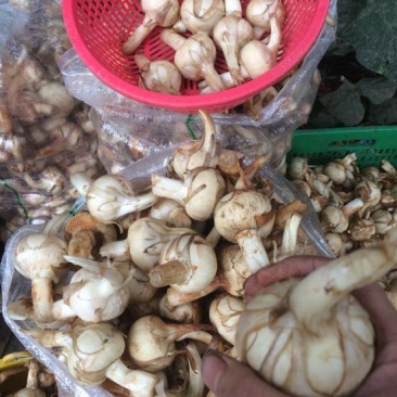 宽叶慈姑水洗