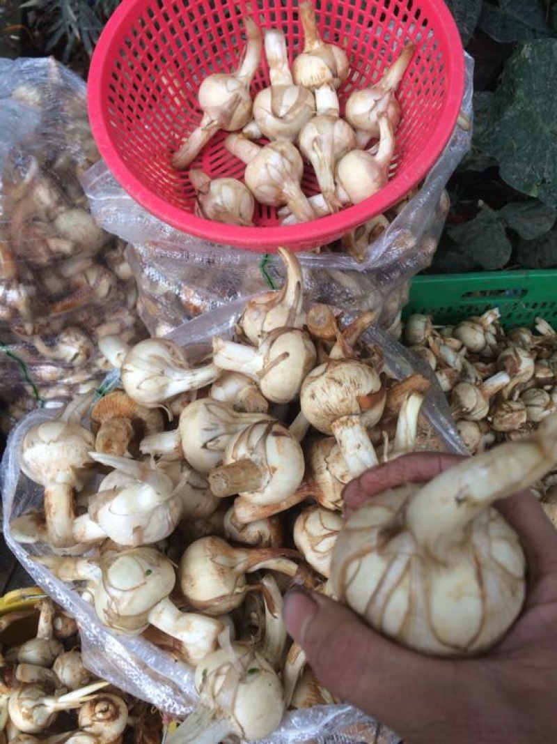 宽叶慈姑水洗