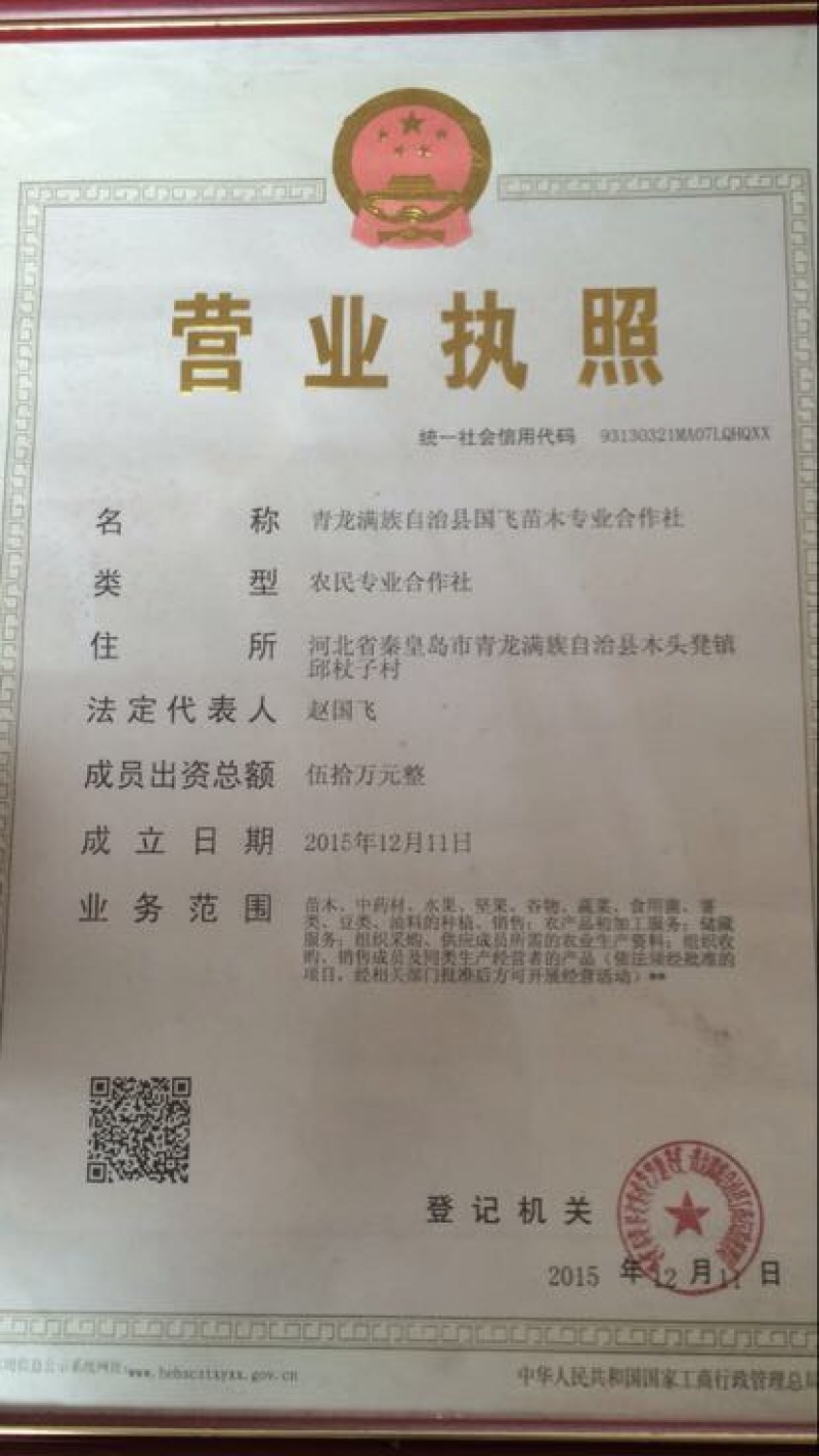 迁西3113嫁接板栗树苗好吃的板栗适合南北方种植