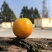 金桔2~2.5cm