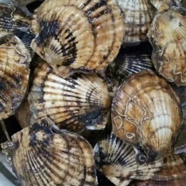 虾夷扇贝食用鲜活3~5只/kg