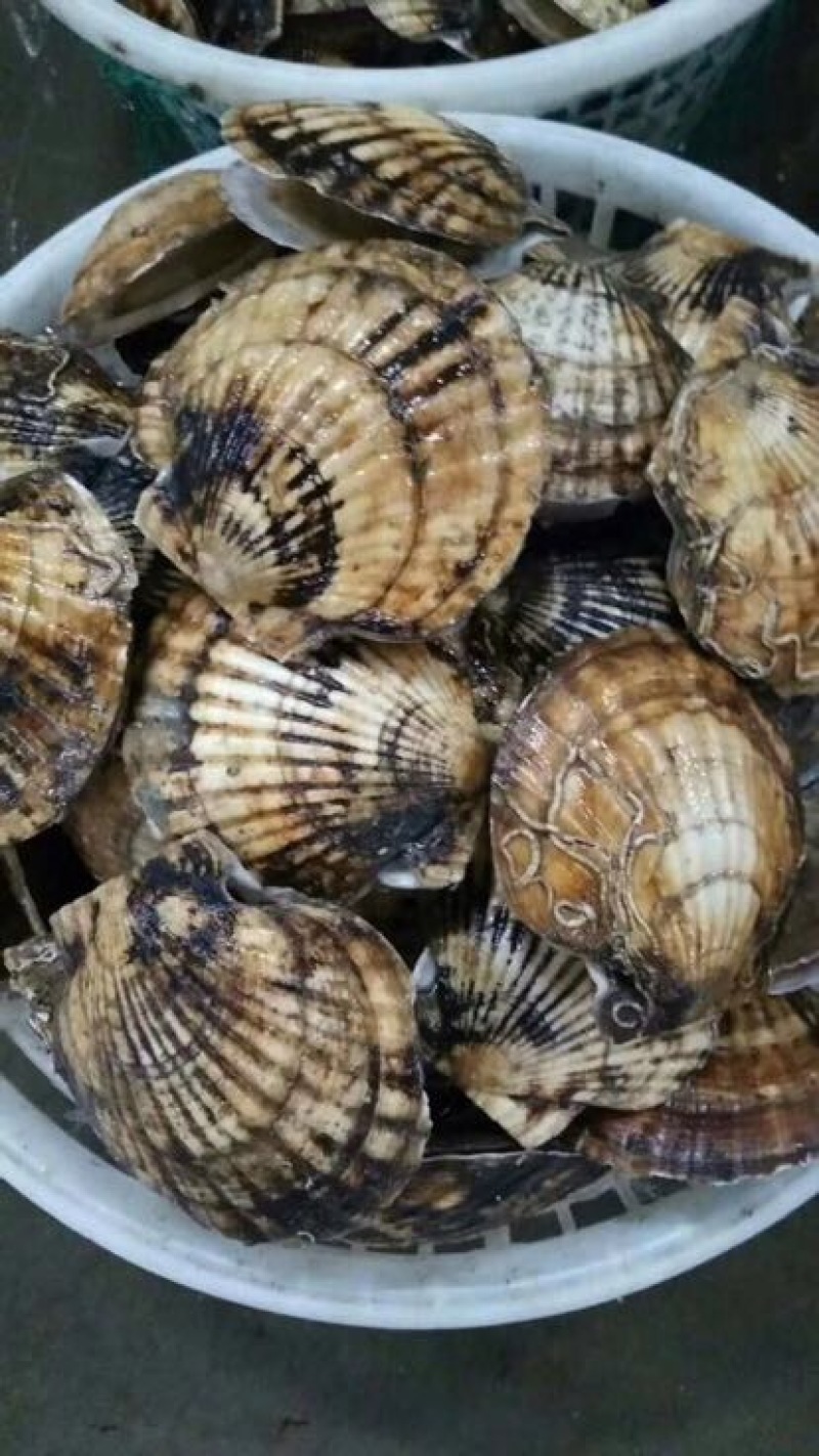 虾夷扇贝食用鲜活3~5只/kg