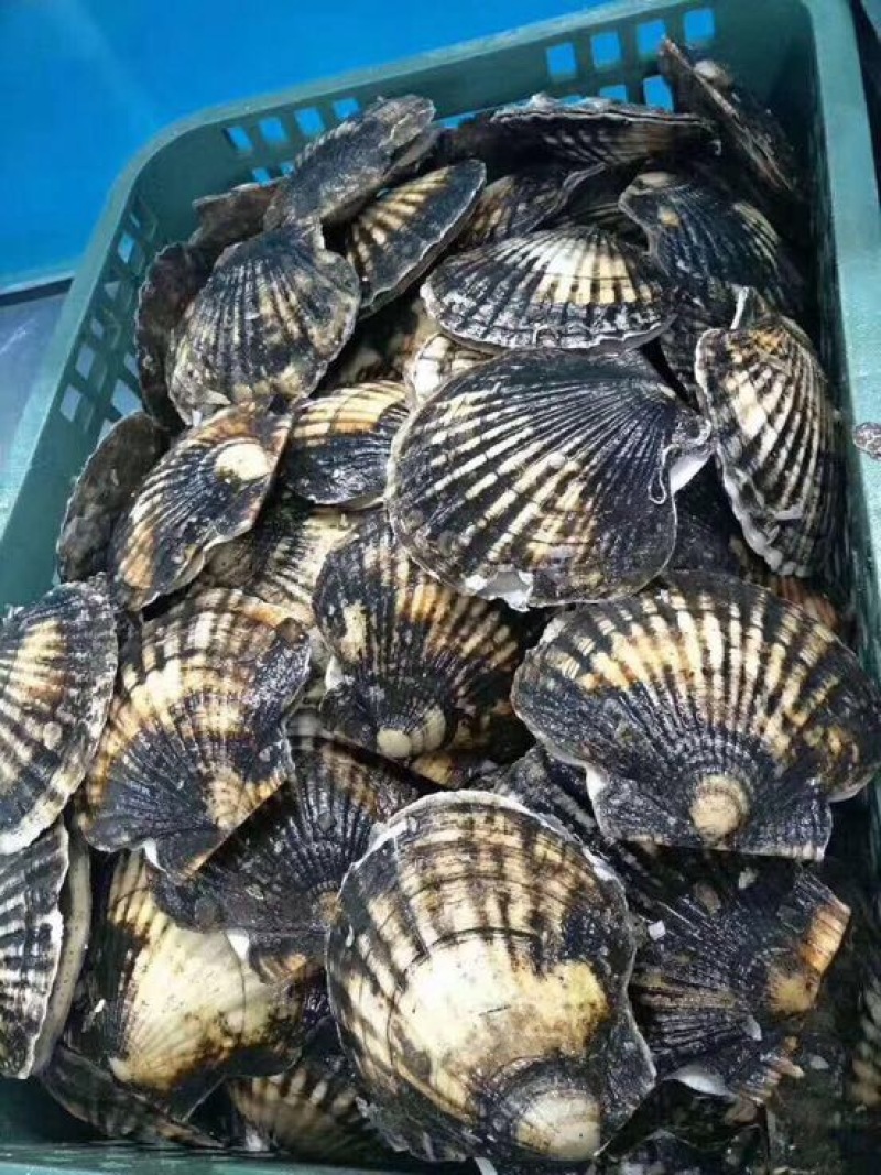 虾夷扇贝食用鲜活3~5只/kg