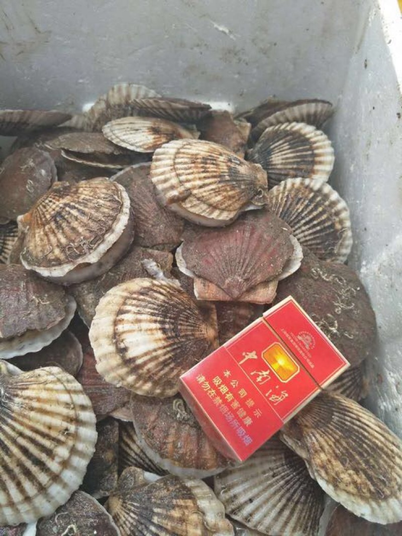 虾夷扇贝食用鲜活3~5只/kg