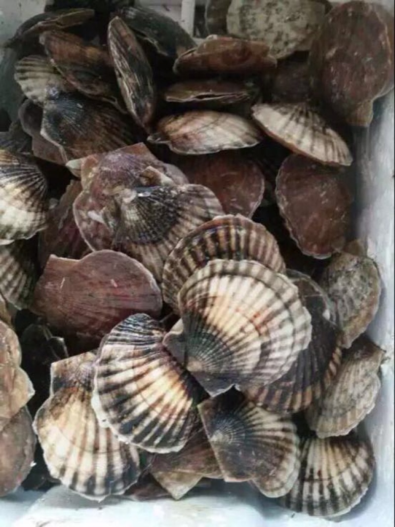 虾夷扇贝食用鲜活3~5只/kg