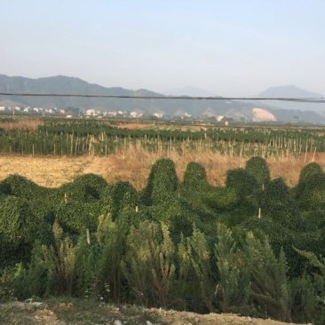 山药4~6厘米70~90厘米特级通货
